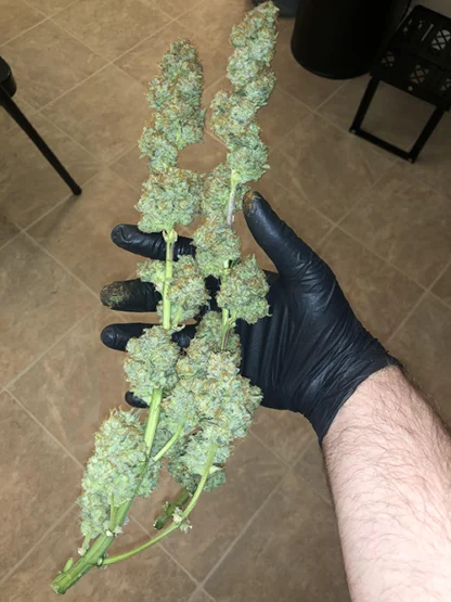 Sour Stomper - Image 13