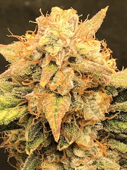 Sour Stomper - Image 14