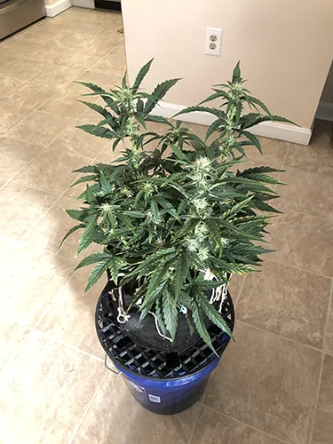 Sour Stomper - Image 4