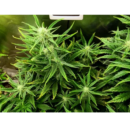 Sour Stomper - Image 3