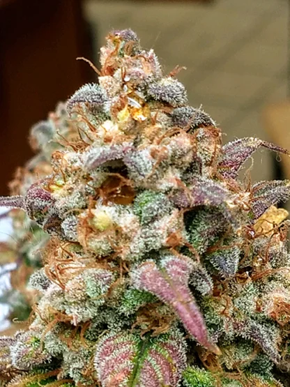 Sour Stomper - Image 5