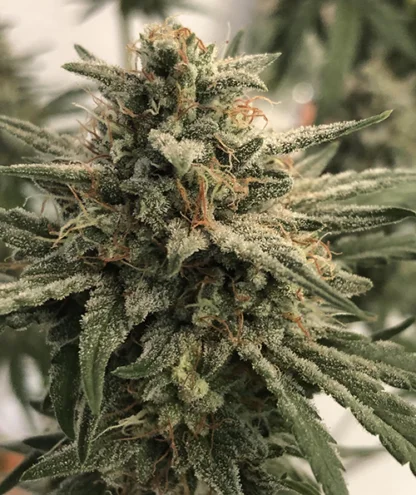 Sour Stomper - Image 7