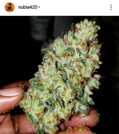 Sour Stomper - Image 11