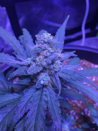 Sour Stomper - Image 6