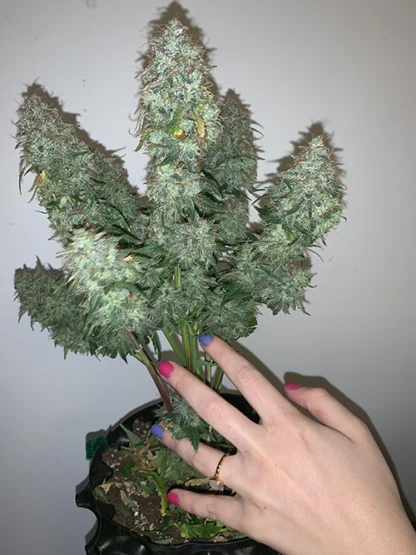Sour Stomper - Image 8