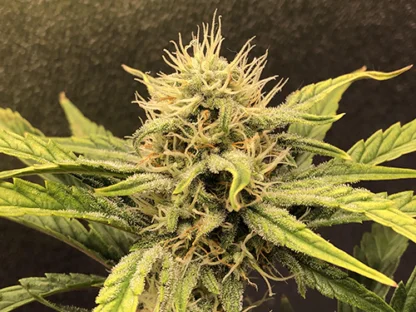 Sour Stomper - Image 9
